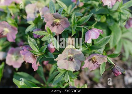 fioritura di fiori d'alce viola in primavera Foto Stock