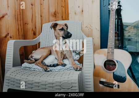 Cane marrone che si rilassa su una sedia mentre si siede su un gatto Foto Stock