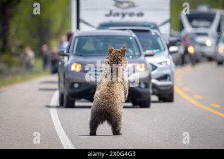 Un giovane orso grizzly attraversa la strada nel Grand Teton National Park Foto Stock