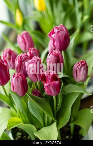 Immagine verticale di tulipani rosa in fiore Foto Stock