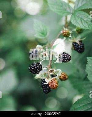 Bacche selvatiche nella foresta selvatica Foto Stock