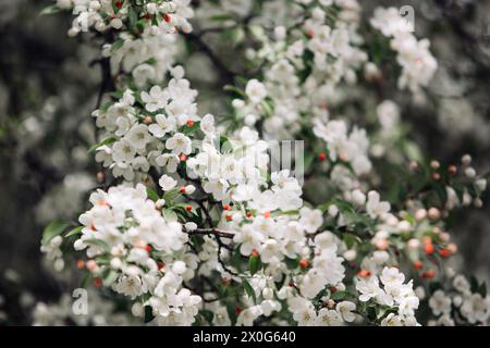 Primo piano di un granchio di neve bianca primaverile Foto Stock