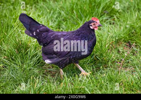 Immagine di gallina nera di uccello piumato domestico su erba verde Foto Stock