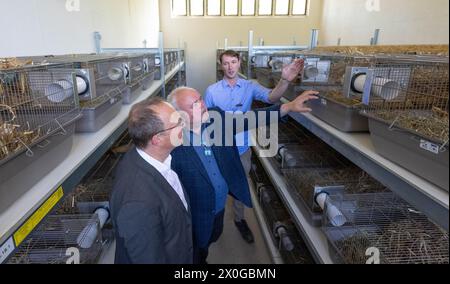 12 aprile 2024, Sassonia, Lipsia: Ariel Jacken (da destra) e Jörg Junhold, direttore dello zoo, Give Wolfram Günther (partito verde), ministro dell'ambiente e dell'agricoltura in Sassonia, un tour della stazione di allevamento di criceti da campo allo zoo di Lipsia. Un tempo diffuso e perseguitato come parassita, il criceto da campo (Cricetus cricetus) è oggi uno dei mammiferi più a rischio in Germania. Un gruppo di lavoro intende ora promuovere la protezione del criceto europeo nello Stato libero e ha sviluppato una strategia per la protezione cooperativa del criceto europeo fino al 2035. Foto: Hendrik Sch Foto Stock