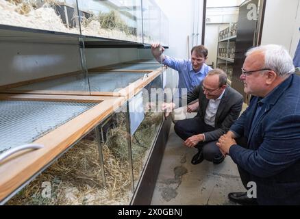 12 aprile 2024, Sassonia, Lipsia: Ariel Jacken (l) e Jörg Junhold (r), direttore dello zoo, Give Wolfram Günther (partito verde), ministro dell'ambiente e dell'agricoltura in Sassonia, un tour della stazione di allevamento di criceti da campo allo zoo di Lipsia. Un tempo diffuso e perseguitato come parassita, il criceto europeo (Cricetus cricetus) è oggi uno dei mammiferi più a rischio in Germania. Un gruppo di lavoro intende ora promuovere la protezione del criceto europeo nello Stato libero e ha sviluppato una strategia per la protezione cooperativa del criceto europeo fino al 2035. Foto: Hendrik Schmi Foto Stock