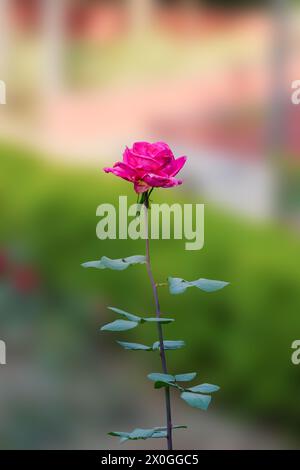 Le rose rosa in genere simboleggiano ammirazione, felicità e amore. Più sottili della tradizionale rosa rossa, le rose rosa sono spesso usate per significare Foto Stock