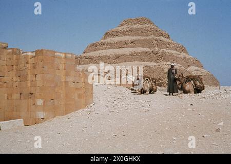 Una guida di cammello con cammelli e asini di fronte alla piramide a gradini di Sakkara. [traduzione automatica] Foto Stock