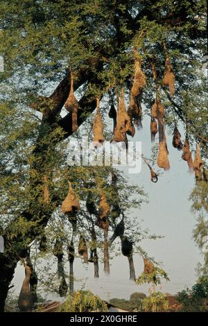 Nidi di uccelli tessitori pendono dai rami di un albero a Sanchi nel nord dell'India. [traduzione automatica] Foto Stock