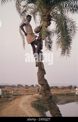 Un uomo in Gaya sale una palma per raccogliere il succo di palma, che viene trasformato in palma schnapps toddy. [traduzione automatica] Foto Stock