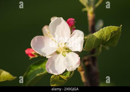 Apple Tree Blossom fioritura in primavera nel mese di aprile in un parco in Austria Europa Foto Stock