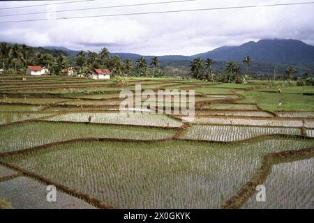 Campi di riso appena piantati di fronte ad un villaggio in Giava Occidentale. [traduzione automatica] Foto Stock