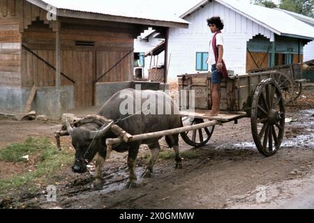 Un ragazzo si trova su un carro di bue su una strada fangosa nel villaggio dei Simalungun-Bataks. [traduzione automatica] Foto Stock