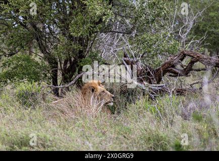 Il leone maschio africano in habitat naturale, nella natura selvaggia, si trova in erba verde cespugli. Safari nella savana del Sudafrica. Carta da parati animali selvatici. KR Foto Stock