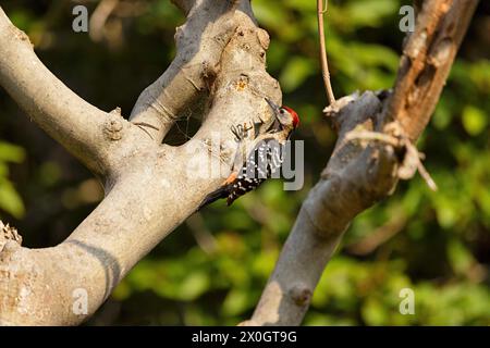 Woodpecker, Dendrocopos macei, maschio, Uttarakhand, India Foto Stock