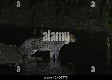 Gatto da pesca, Prionailurus viverrinus, Bhitarkanika, Orissa, India Foto Stock