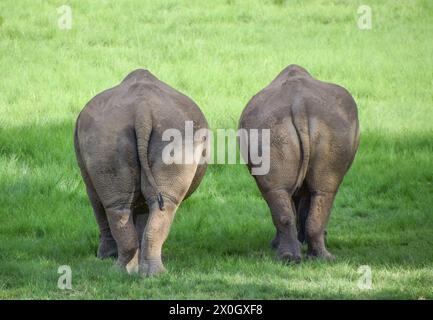Vista posteriore di un paio di rinoceronti bianchi in un santuario faunistico dello Zimbabwe. Crediti: Vuk Valcic / Alamy Foto Stock