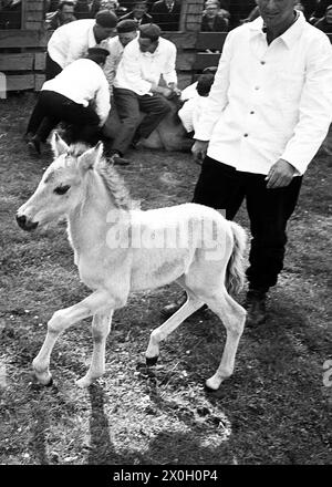 I cavalli selvaggi di Dülmen vengono catturati nella foto. [traduzione automatizzata] Foto Stock