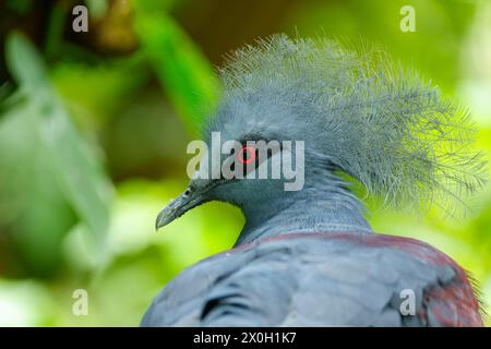 Grande piccione blu. Piccione coronato occidentale, Goura cristata, ritratto di dettaglio Foto Stock