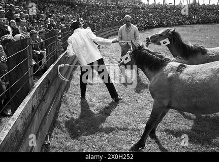 I cavalli selvaggi di Dülmen vengono catturati nella foto. [traduzione automatizzata] Foto Stock
