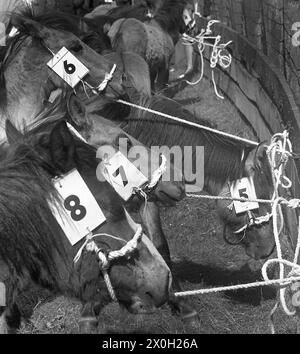Nella foto, i cavalli selvatici di Dülmen vengono catturati. Tutti i cavalli sono etichettati con un numero. [traduzione automatizzata] Foto Stock