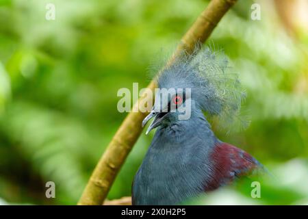 Grande piccione blu. Piccione coronato occidentale, Goura cristata, ritratto di dettaglio Foto Stock