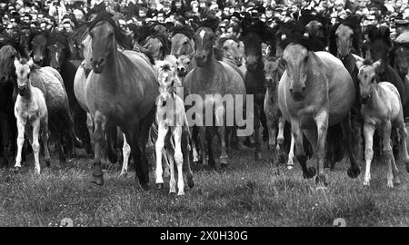 I cavalli selvaggi di Dülmen vengono catturati nella foto. [traduzione automatizzata] Foto Stock