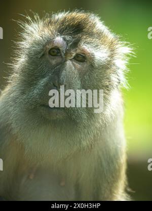 Javaneraffe, Langschwanzmakak, Java-Makak, Krabbenesser (Macaca fascicularis), macaco dalla coda lunga, donna Foto Stock