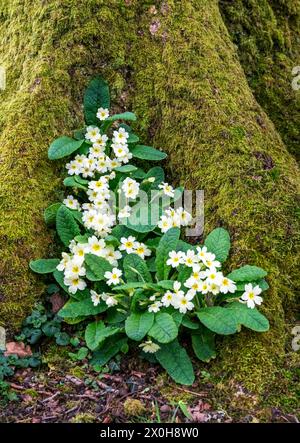 Un gruppo di bellissime primrose selvatiche annidate vicino alle radici degli alberi Foto Stock