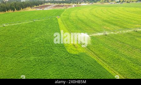 Sistemi di irrigazione in campo agricolo. Annaffiare la vegetazione nella stagione secca aumenta la resa Foto Stock