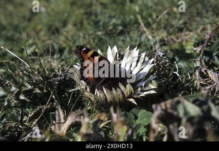 "La farfalla ''Small Fox'' (Aglais orticae) sull'infiorescenza di un cardo d'argento [traduzione automatica]" Foto Stock