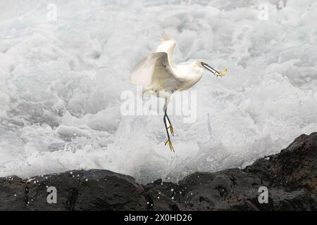 Piccola egretta, (Egretta garzetta), con un pesce nel becco, che vola sopra la schiuma di una grande onda che si rompe sulle rocce Foto Stock