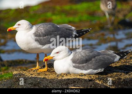 Gabbiani con le gambe gialle (Larus cachinnans atlantis), poggiati su rocce vulcaniche, con luce solare, e con pozzanghere sullo sfondo, Tenerife Foto Stock