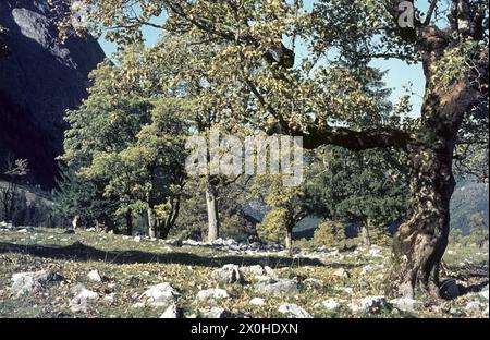 Un vecchio albero di acero dai colori autunnali [traduzione automatica] Foto Stock