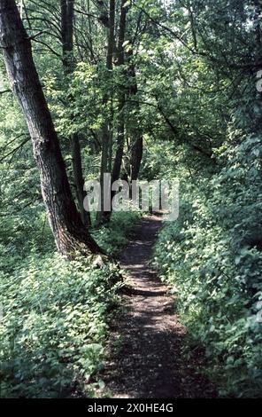 Sentiero escursionistico attraverso la foresta ripariale nelle pianure alluvionali di Amper. [traduzione automatizzata] Foto Stock