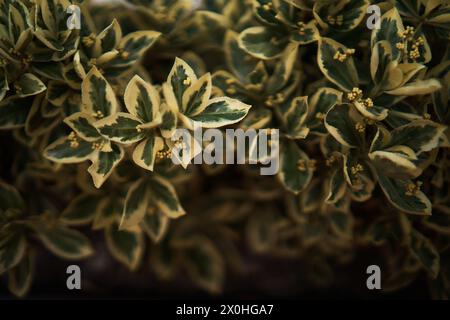 Una Gaiety di smeraldo, un cespuglio, un background vegetale Foto Stock