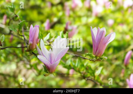 Rami di alberi in fiore con fiori rosa Magnolia Loebner Leonard Messel nel parco o nel giardino su sfondo verde in una giornata soleggiata. Natura, floreale, gard Foto Stock