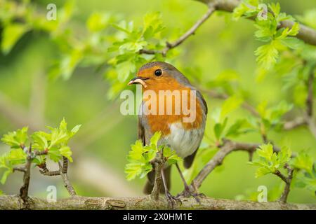 Primo piano di un uccello selvaggio del Regno Unito (erithacus rubecula) che si trova isolato su un ramo con foglie verdi in un brillante giorno primaverile. Foto Stock