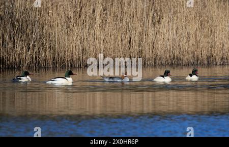 Goosander (Mergus merganser) corteggiando un gruppo di quattro bacche e un'anatra che nuotano su uno stagno boschivo, Forest of Dean, Gloucestershire, Regno Unito, gennaio. Foto Stock