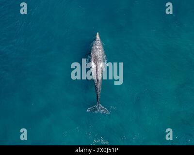 Delfino tursiopo in volo nel mare di Cortez, vista dei droni della Baja California Sur Mexico Foto Stock