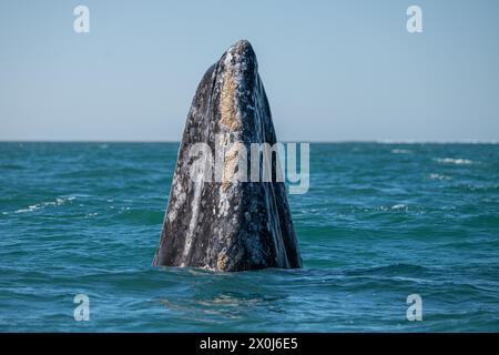 Balena grigia (Eschrichtius robustus) nella laguna di San Ignacio, bassa California Sur, Messico. Foto Stock