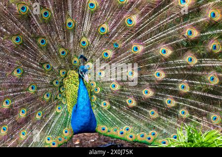 Un pavone maschio e il suo piumaggio luminoso durante la primavera a Victoria, British Columbia, Canada. Foto Stock