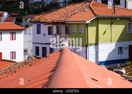 Un uccello è appollaiato sul tetto di un edificio a Cudillero, una tipica città costiera asturiana in Spagna. L'uccello si distingue sullo sfondo del traditore Foto Stock