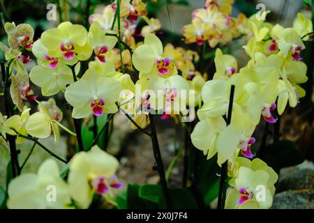 Molte orchidee gialle con un centro rosa crescono nella serra durante la mostra. Vista ravvicinata di piante esotiche. Giardino botanico di Jevremov Foto Stock