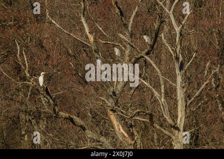 Due aironi grigi e una grande egretta arroccati su un albero morto nella Svizzera occidentale Foto Stock