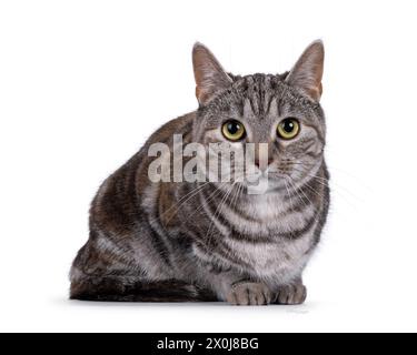 Gatto Shorthair europeo con tortie per adulti espressiva, rivolto verso la parte anteriore. Guardare direttamente nell'obiettivo. isolato su sfondo bianco. Foto Stock