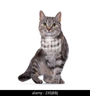 Tortie per adulti espressiva gatto europeo Shorthair, in piedi o in piedi rivolto verso la parte anteriore. Guardare direttamente nell'obiettivo. isolato su sfondo bianco. Foto Stock