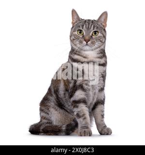 Gatto europeo Shorthair con tortie per adulti espressiva, seduto lateralmente. Guardare direttamente nell'obiettivo. isolato su sfondo bianco. Foto Stock