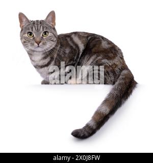 Gatto Shorthair europeo con tortie per adulti espressiva, che si appoggia lateralmente sul bordo con la coda appesa verso il basso. Guardare direttamente nell'obiettivo. isolato su un bianco Foto Stock