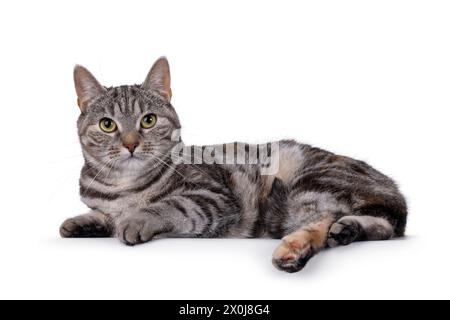 Gatto europeo Shorthair con tortie per adulti espressiva, disposto su un lato. Guardare direttamente nell'obiettivo. isolato su sfondo bianco. Foto Stock