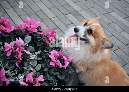 L'affascinante rosso e soffice corgi gallese Pembroke sembra una volpe. Un cane felice di razza pura posa vicino ai fiori primaverili rosa in città Foto Stock